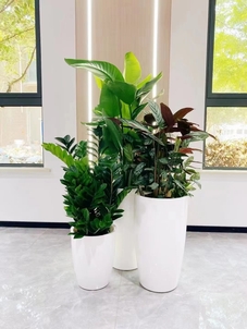 慈溪植物出租方案来袭，开启别样绿植体验