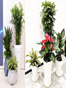 速看！江北盆景租赁方案，装点空间新选择！